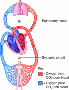 illustration showing the connection between lungs, heart, and supplied oxygen